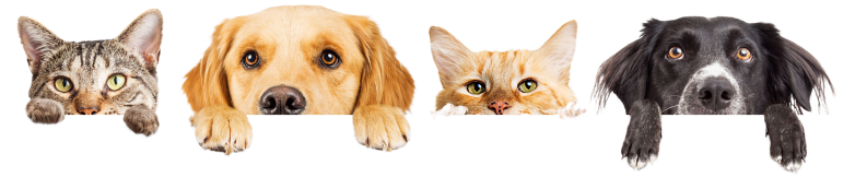 Интернет-зоомагазин Lfriend.com.ua 