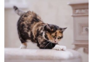 Почему кошка царапает мебель и обои?