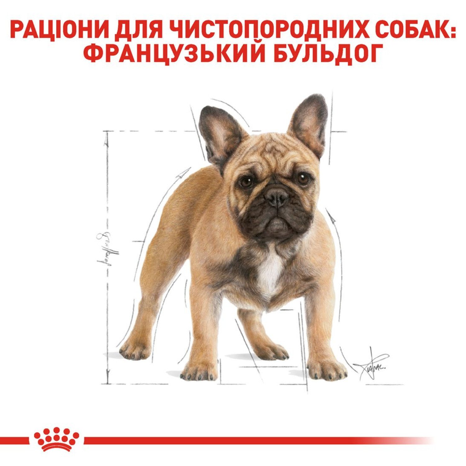 ROYAL CANIN FRENCH BULLDOG ADULT cухой корм для взрослых собак породы  французский бульдог от 12 месяцев 3 кг