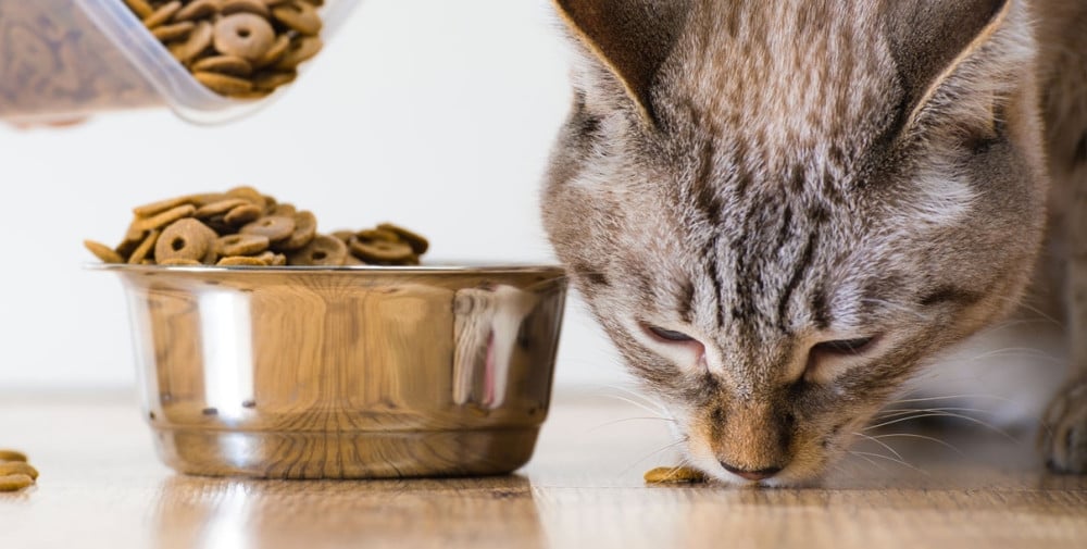 Выбираем корм для кота: как угодить пушистому любимцу