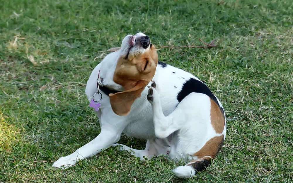 Средство от блох и клещей для собак