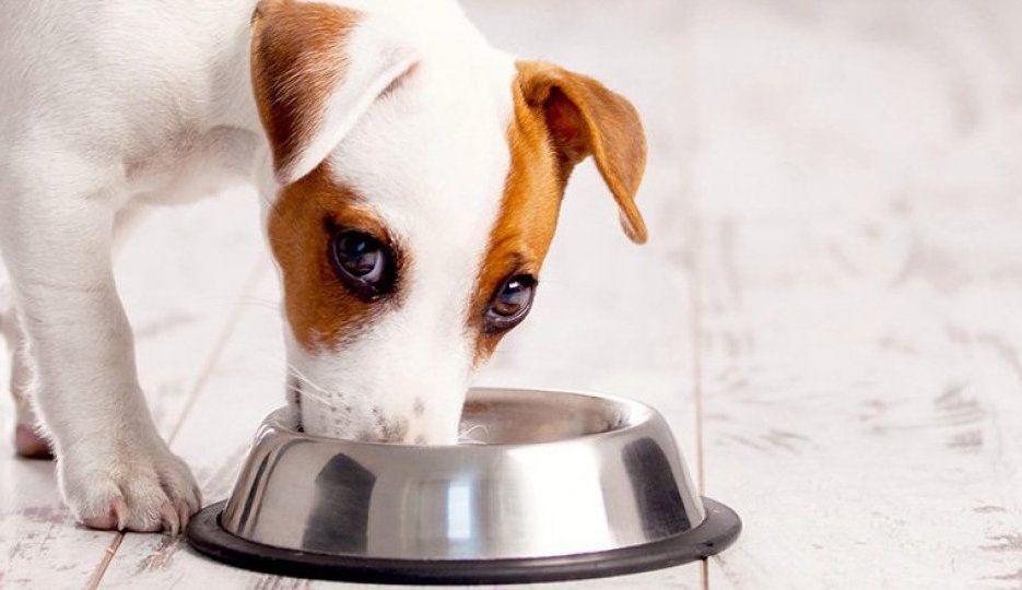 лечебные корма для собак