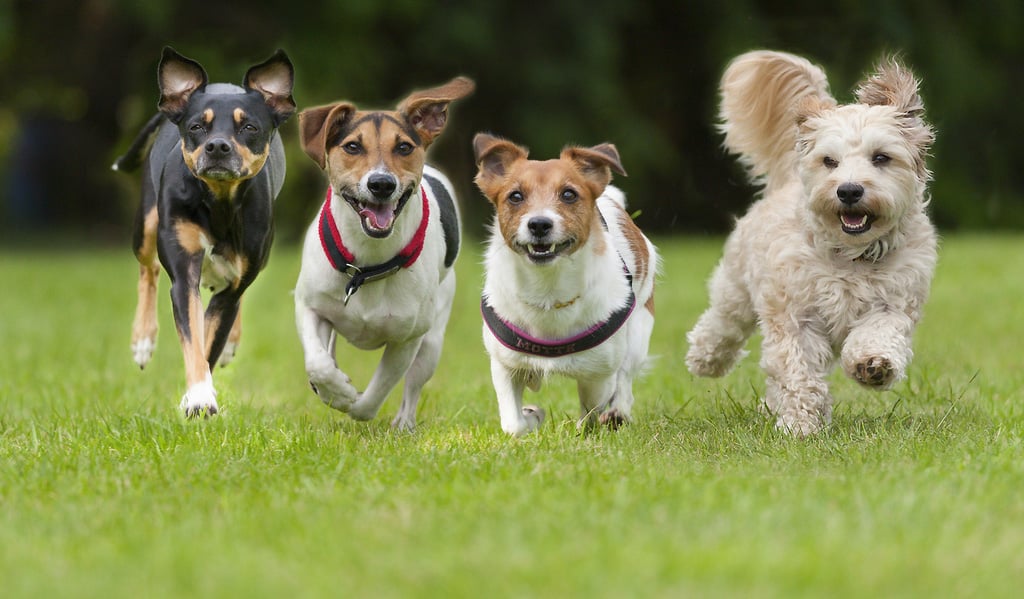 товары для собак