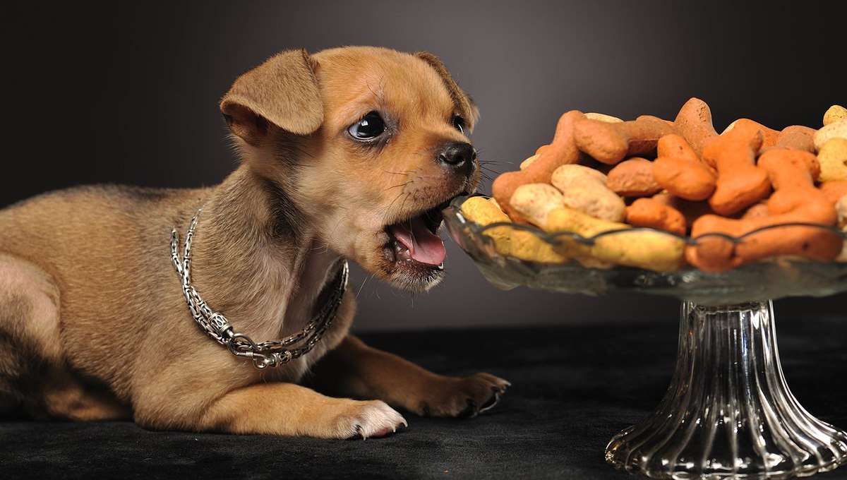 лакомства для собак