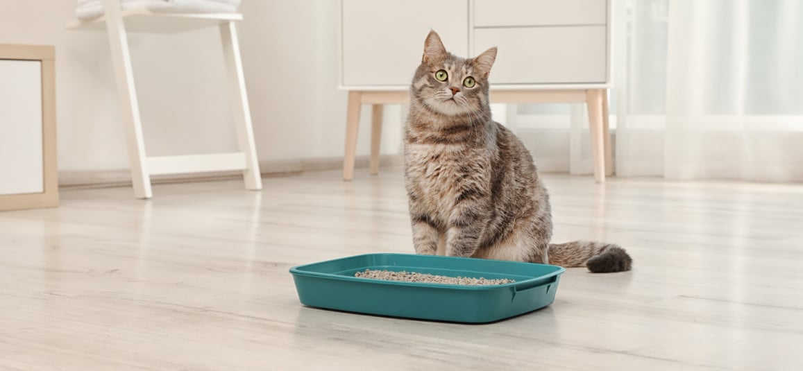 Наполнители для кошачьего туалета