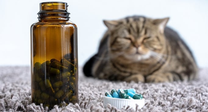 Витамины и препараты для кошек и котят