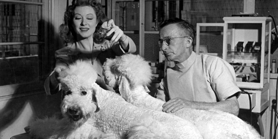 история грумминга собак