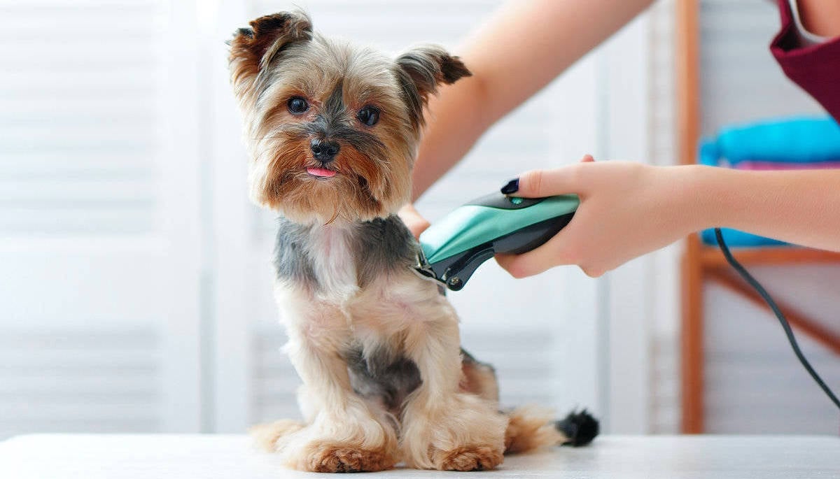 грумминг собак