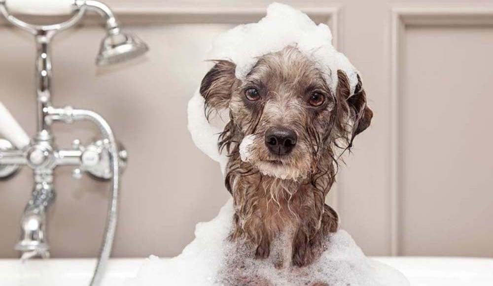 стрижка собак